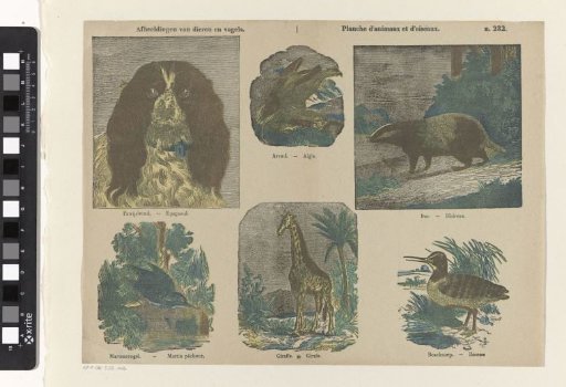 Images of Animals and Birds