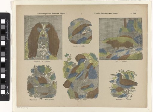 Images of Animals and Birds