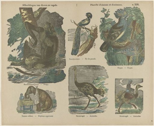Images of Animals and Birds