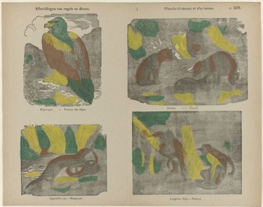 Images of Animals and Birds
