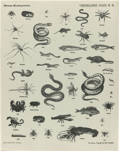 Various Animals