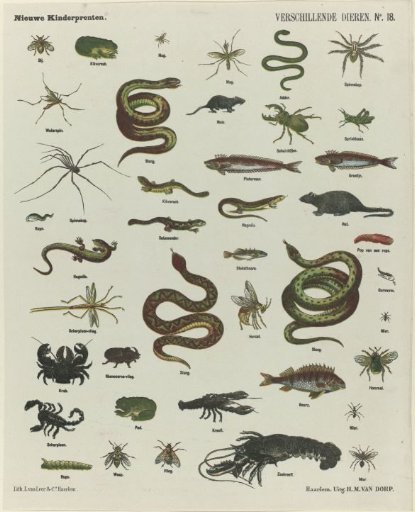 Various Animals