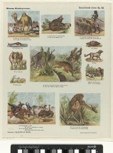 Various Animals