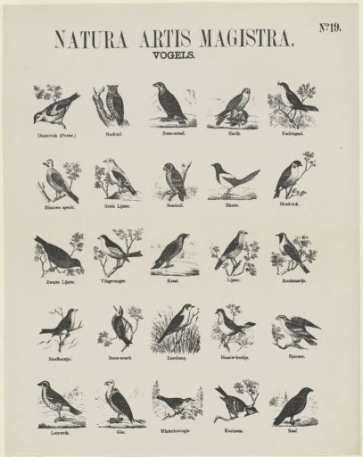 Natura artis magistra / Birds
