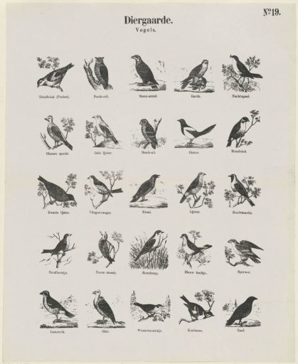 Menagerie / Birds
