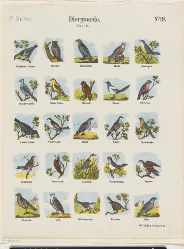 Menagerie / Birds