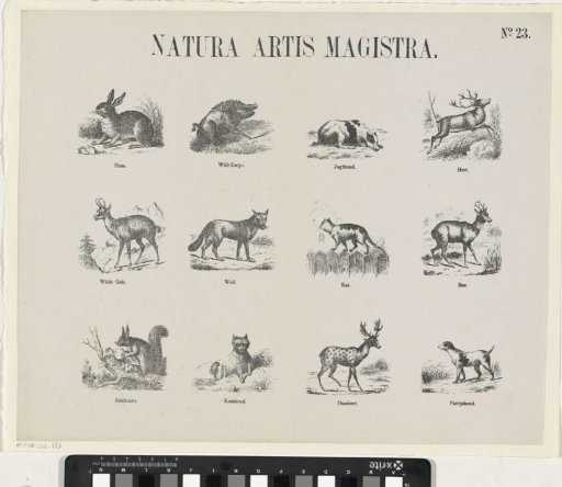Natura artis magistra