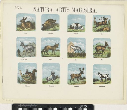 Natura artis magistra