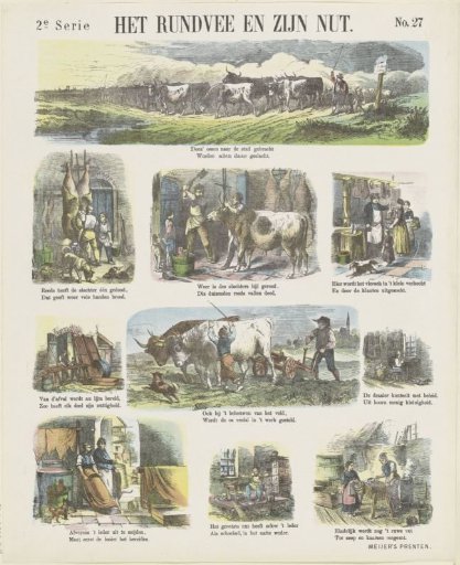 Cattle and their utility
