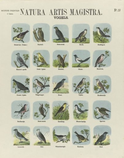 Natura artis magistra / birds