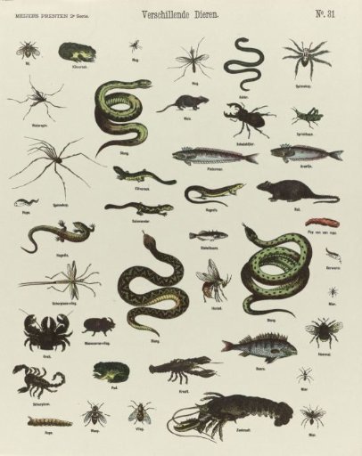 Various Animals
