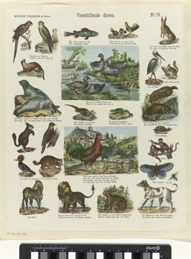 Various Animals