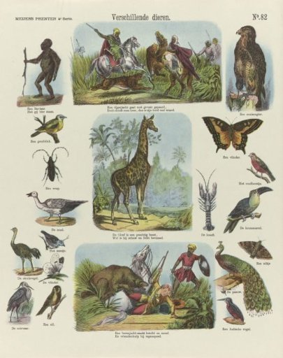 Various Animals