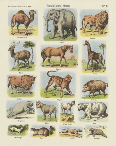 Various Animals