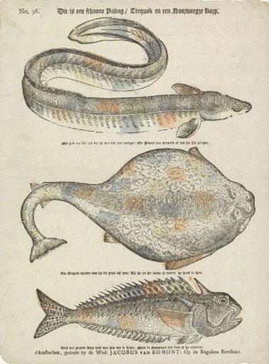 This is a fine eel / Sea quack and a Norwegian cod