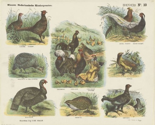 Chickens