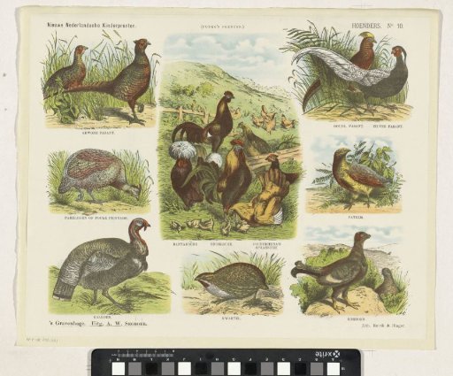 Chickens