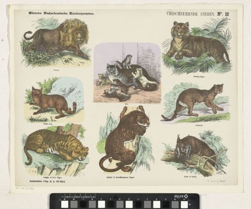 Tearing Animals