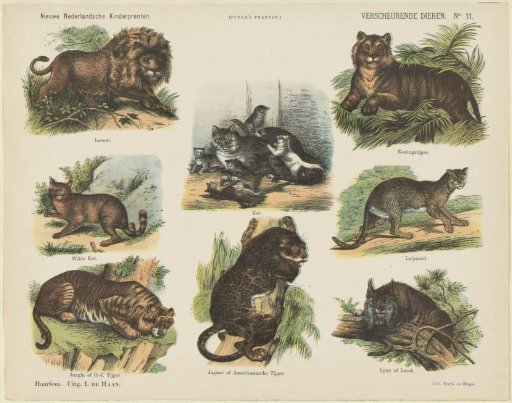 Tearing Animals