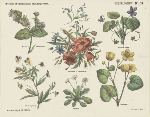 Field Flowers