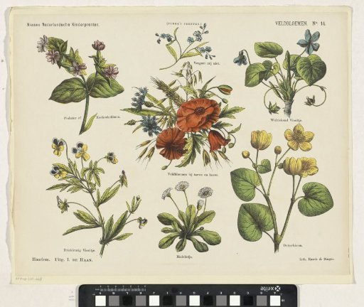 Field Flowers