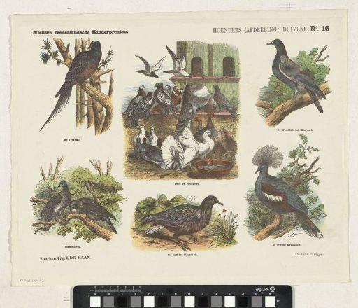 Chickens (section: pigeons)