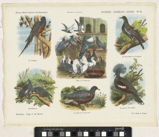 Chickens (section: pigeons)