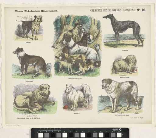 Tearing Animals (Dogs)