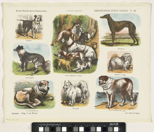 Tearing Animals (Dogs)