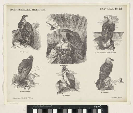 Birds of Prey