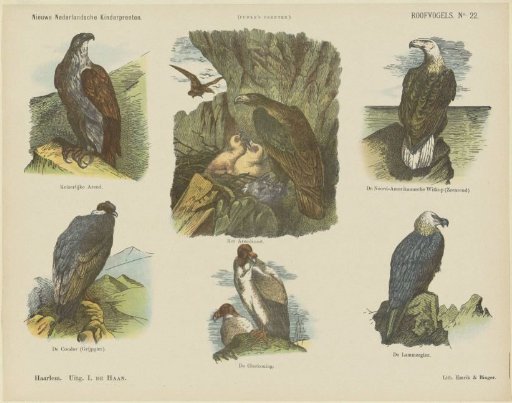 Birds of Prey