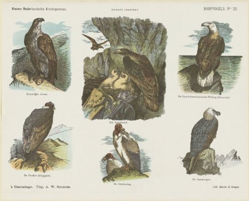 Birds of Prey