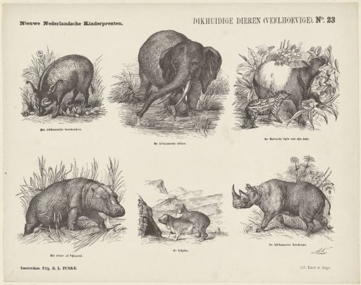 Pachyderms (Even-toed Ungulates)