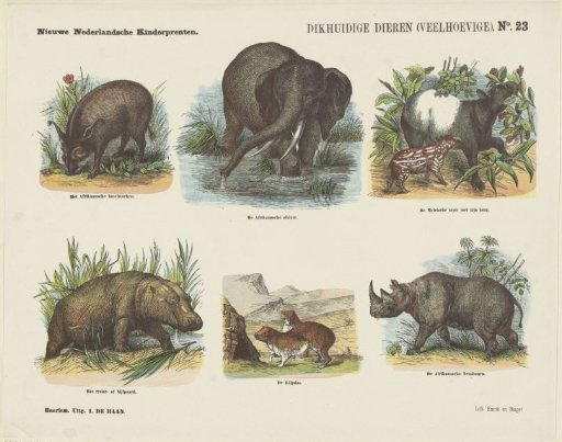 Pachyderms (Even-toed Ungulates)