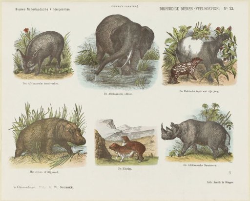 Pachyderms (Even-toed Ungulates)