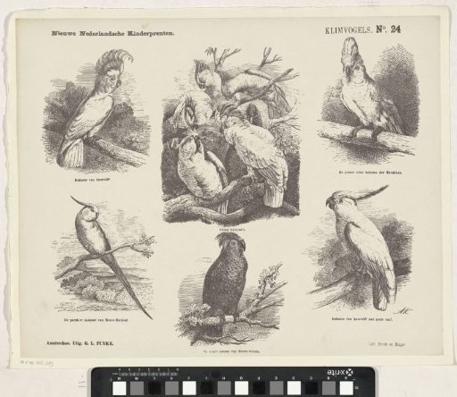 Climbing Birds