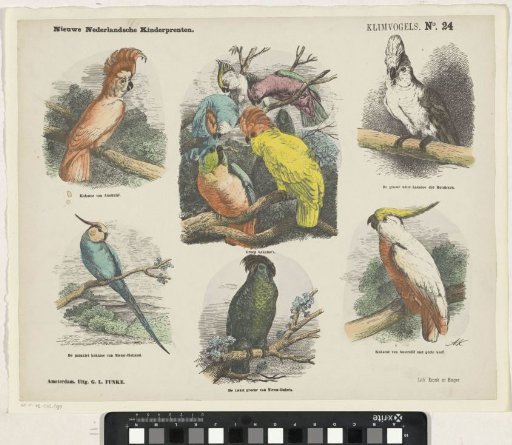 Climbing Birds