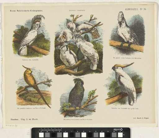 Climbing Birds