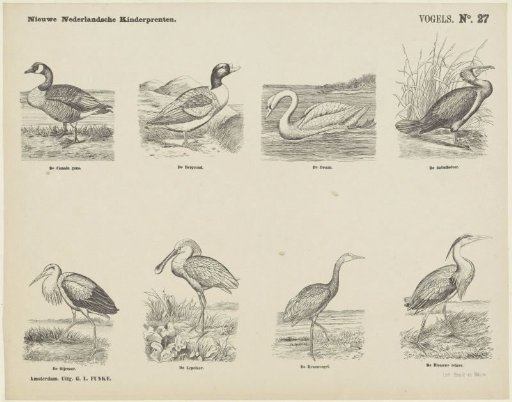 Birds