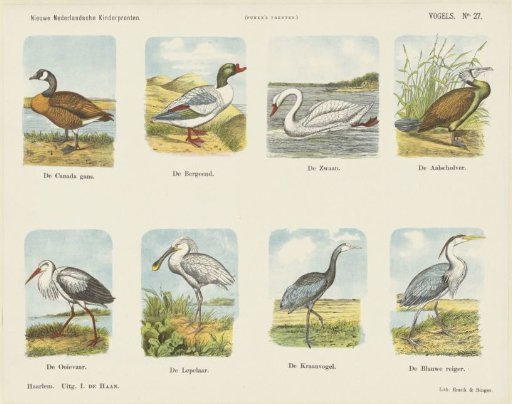 Birds