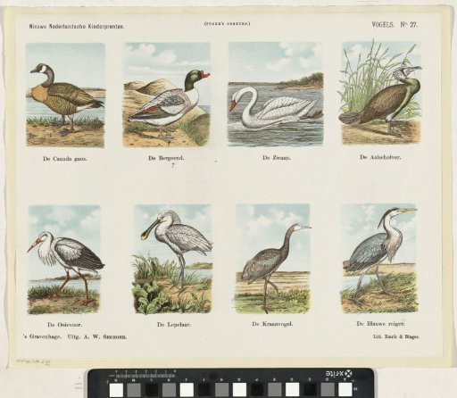Birds