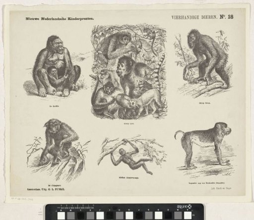 Quadrupeds