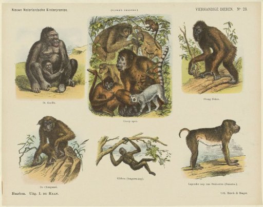 Quadrupeds