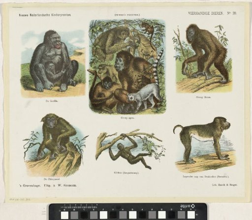 Quadrupeds