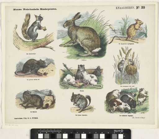 Rodents