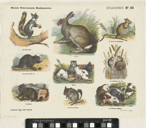 Rodents