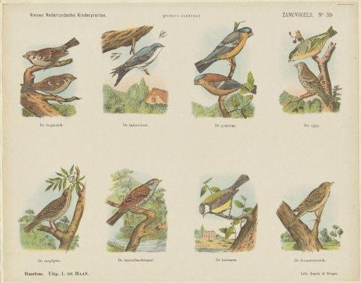 Songbirds