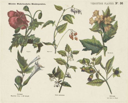 Poisonous Plants