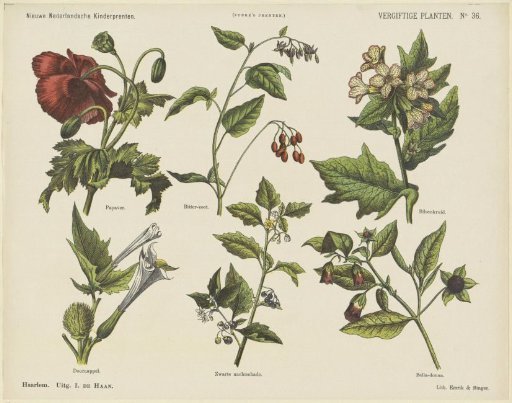 Poisonous Plants