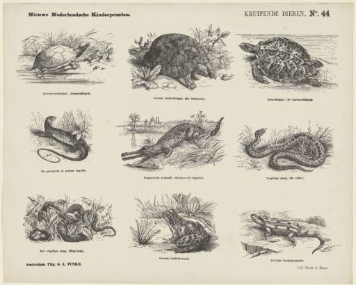 Creeping animals